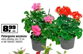 OBI Pelargonia oferta