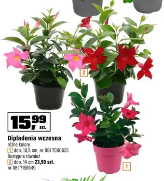 OBI Dipladenia oferta