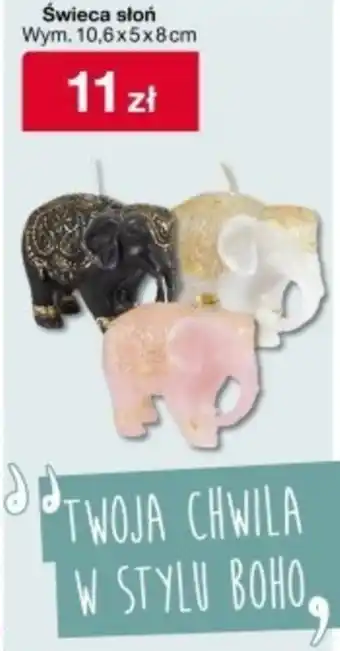 Woolworth Świeca oferta