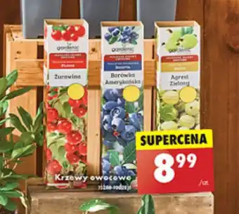 Biedronka Krzewy owocowe oferta