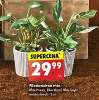 Biedronka Filodendron mix śr. 12 cm oferta