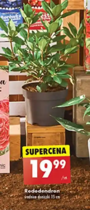 Rododendron śr. 15 cm