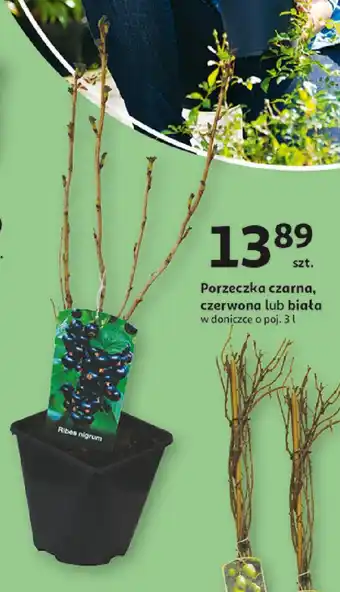 Auchan Porzeczka czarna, czerwona lub biała oferta