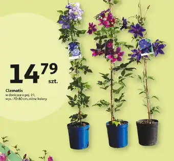 Auchan Clematis oferta