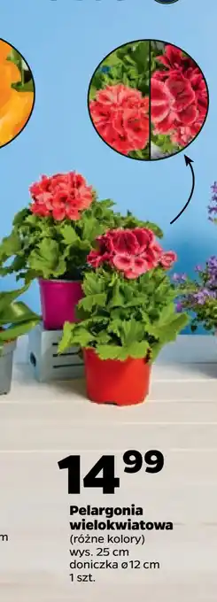 Netto Pelargonia wielokwiatowa oferta