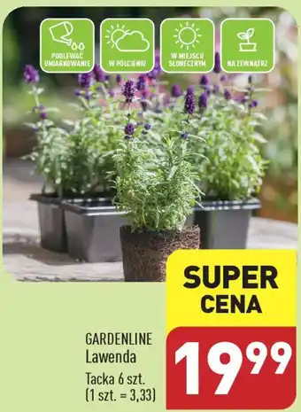 ALDI GARDENLINE Lawenda 6szt oferta