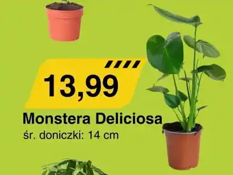 Monstera Deliciosa śr. doniczki: 14 cm