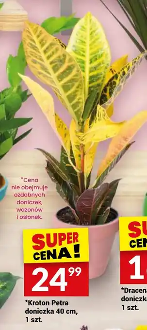 Twój Market Kroton Petra doniczka 40 cm oferta