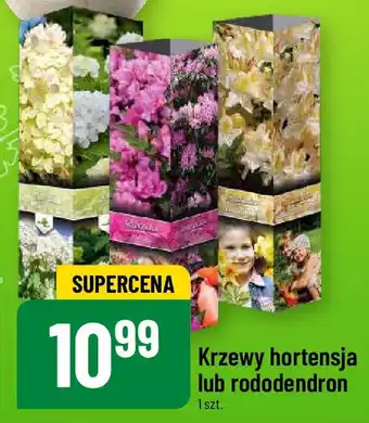 Polomarket Krzewy hortensja lub rododendron oferta