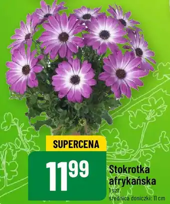 Polomarket Stokrotka afrykańska śr. 11 cm oferta