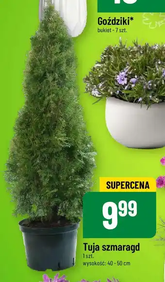 Polomarket Tuja szmaragd wys. 40-50 cm oferta