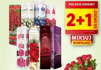 Lidl POLSKIE KRZEWY oferta