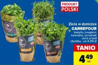 Carrefour Zioła w doniczce CARREFOUR oferta