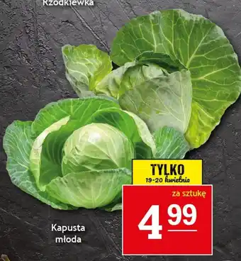 Gram Market Kapusta młoda 1szt. oferta