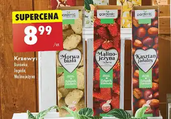 Biedronka Krzewy oferta