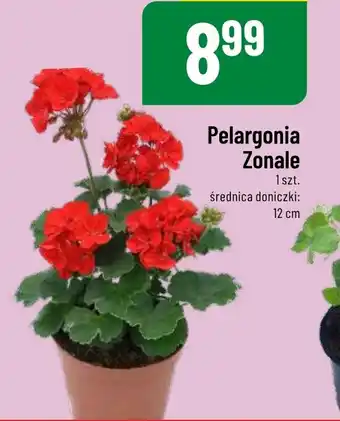 Polomarket Pelargonia Zonale śr. 12 cm oferta