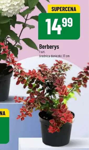 Berberys śr. 17 cm