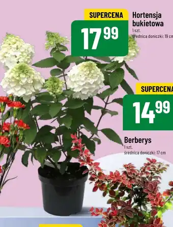 Polomarket Hortensja bukietowa śr. 19 cm oferta