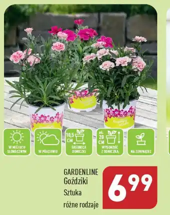 ALDI GARDENLINE Goździki oferta