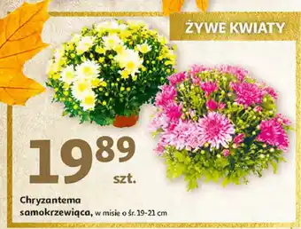 Auchan Chryzantema samokrzewiąca don. 19 cm 1 SZT oferta