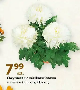 Auchan Chryzantema wielokwiatowa 1 SZT oferta