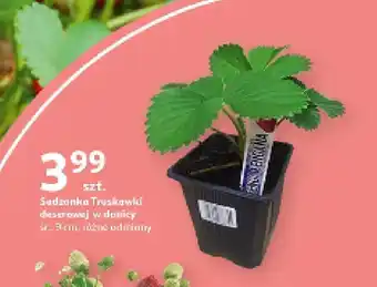 Auchan Sadzonka Truskawki deserowej w donicy, śr. 9 cm oferta