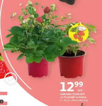 Auchan Sadzonka Truskawki lub Poziomki w donicy, śr. 15 cm oferta