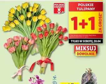 Lidl POLSKIE TULIPANY oferta