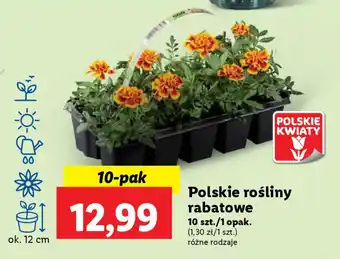 Lidl Polskie rośliny rabatowe 10 szt. oferta