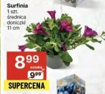 Delikatesy Centrum Surfinia 1 szt. oferta