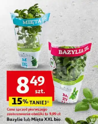 Auchan Bazylia lub Mięta XXL bio oferta
