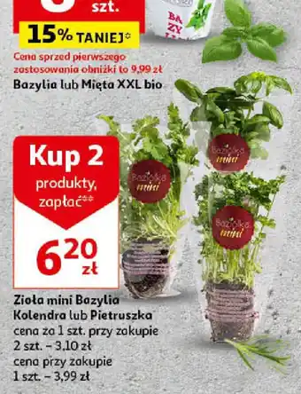 Auchan Zioła mini Bazylia Kolendra lub Pietruszka oferta