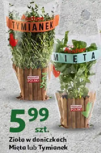 Auchan Zioła w doniczkach Mięta lub Tymianek oferta