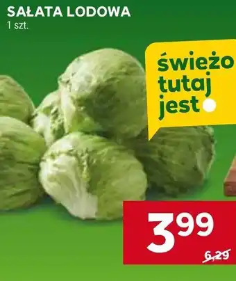 Stokrotka SAŁATA LODOWA oferta