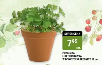 bi1 POZIOMKA LUB TRUSKAWKA W DONICZCE O ŚREDNICY 12 cm oferta
