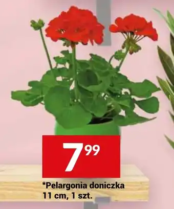 Twój Market Pelargonia doniczka 11 cm oferta