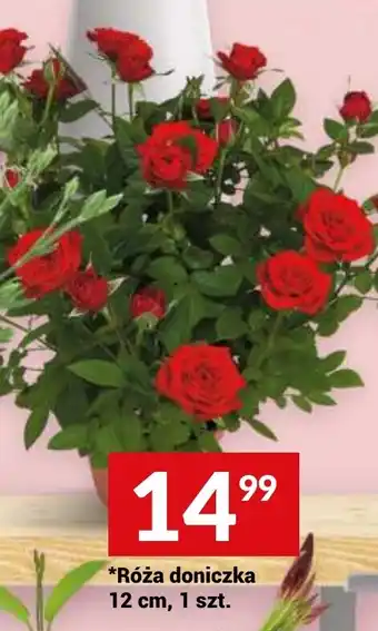 Twój Market Róża doniczka 12 cm oferta