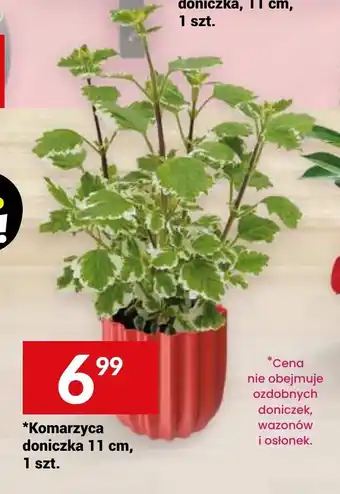 Twój Market Komarzyca doniczka 11 cm oferta