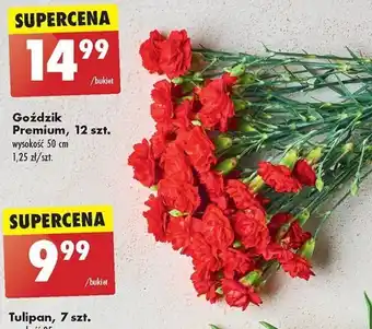 Biedronka Goździk Premium, 12 szt. oferta