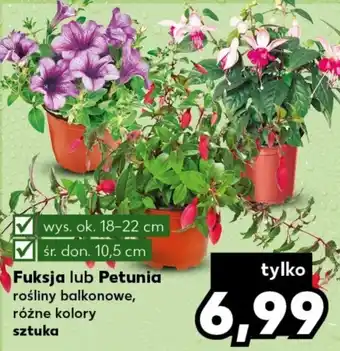 Kaufland Fuksja lub Petunia szt. oferta