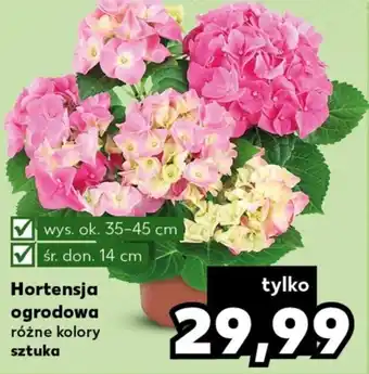 Kaufland Hortensja ogrodowa szt. oferta