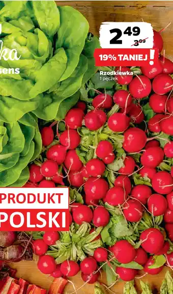 Netto Rzodkiewka oferta