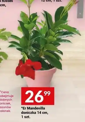 Twój Market Doniczka oferta