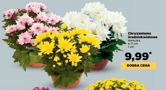 Netto Chryzantema średniokwiatowa oferta