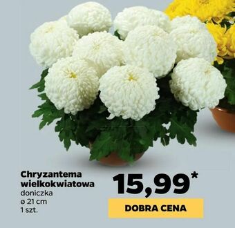Netto Chryzantema wielkokwiatowa oferta