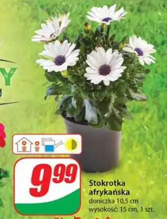 Dino Stokrotka afrykańska oferta