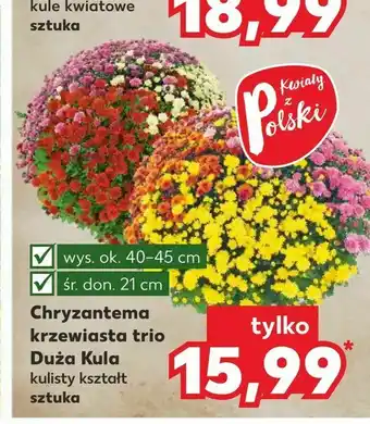 Kaufland Chryzantema krzewiasta trio Duża Kula oferta