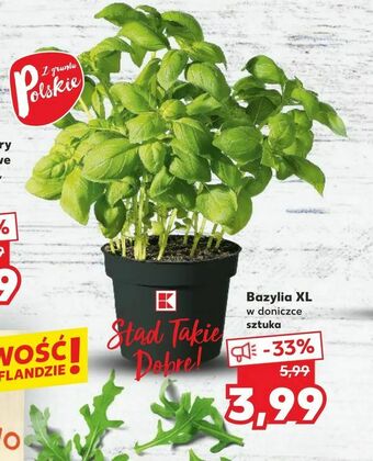 Kaufland Bazylia XL oferta