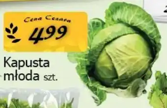 Cezar Delikatesy Kapusta młoda oferta