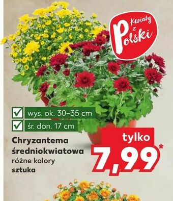 Kaufland Chryzantema średniokwiatowa oferta
